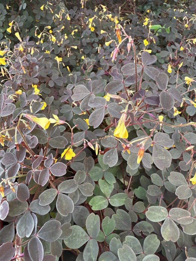Oxalis spiralis subsp. spiralis photo 3
