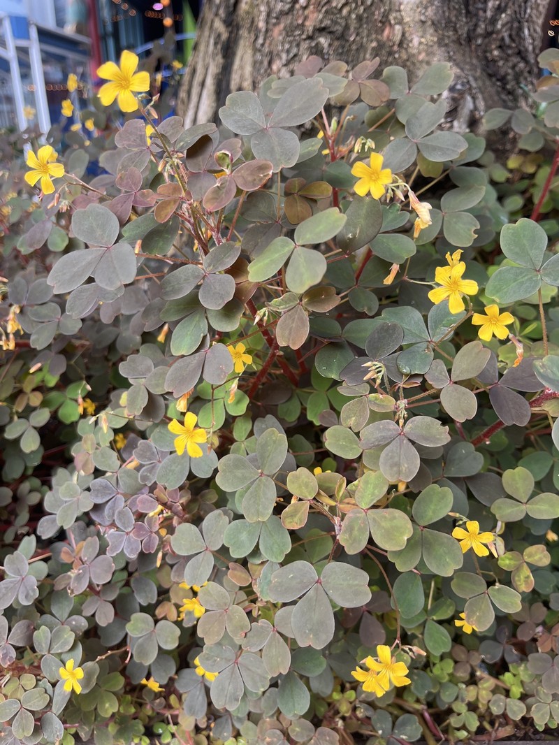 Oxalis spiralis subsp. spiralis photo 4