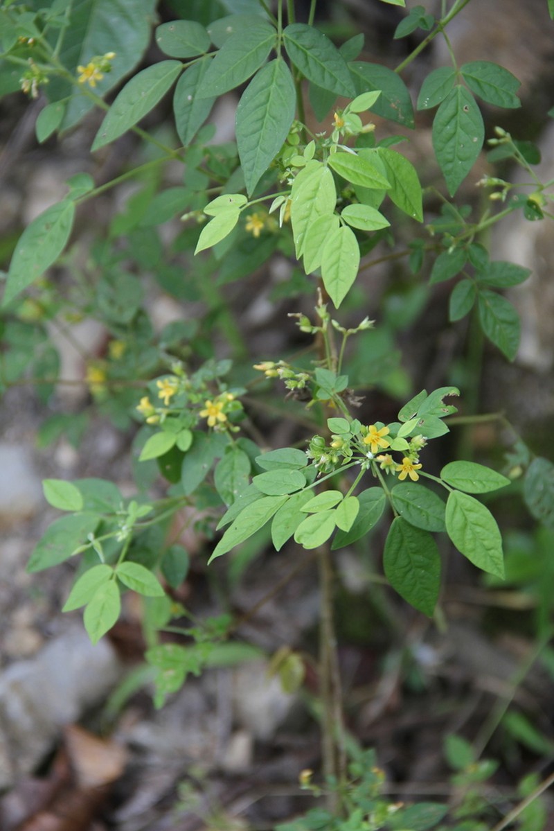 Oxalis spruceana