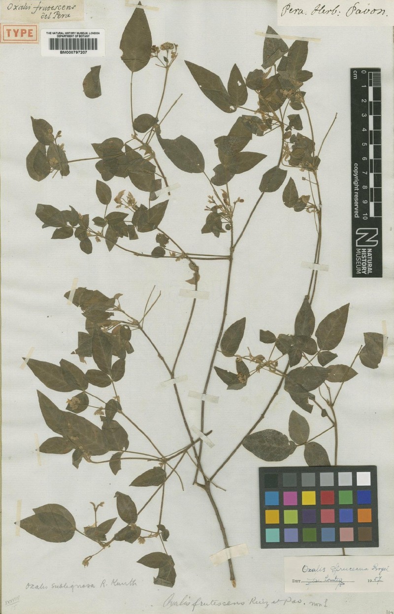 Oxalis spruceana photo 2