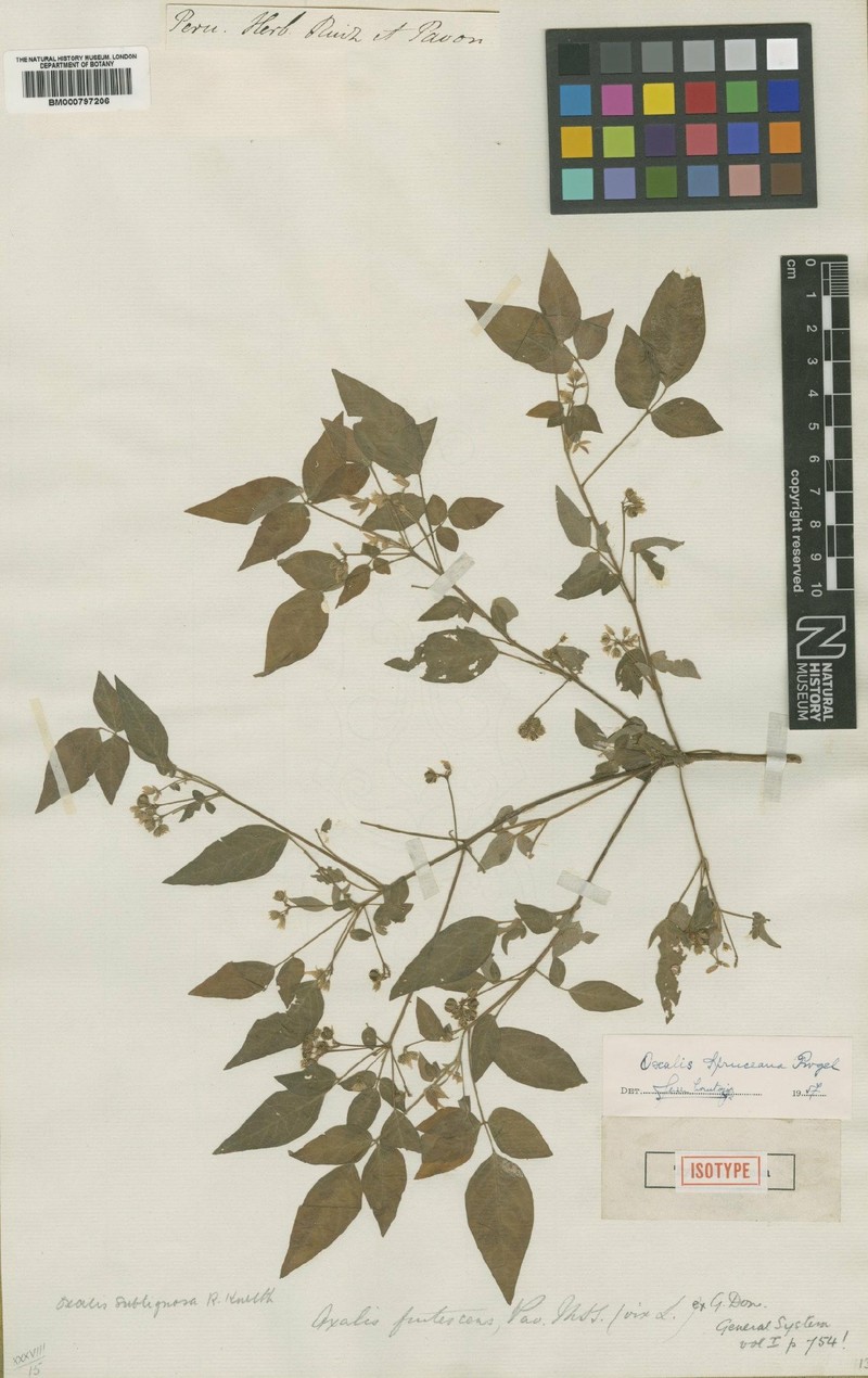 Oxalis spruceana photo 3