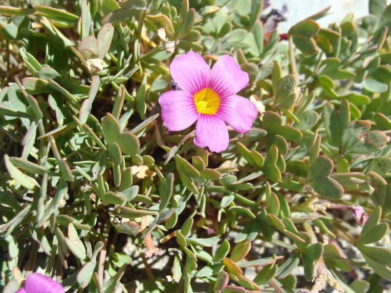 Oxalis squamata