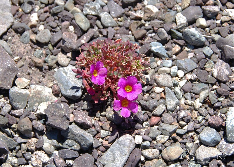 Oxalis squamata photo 2