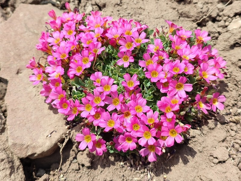 Oxalis squamata photo 3