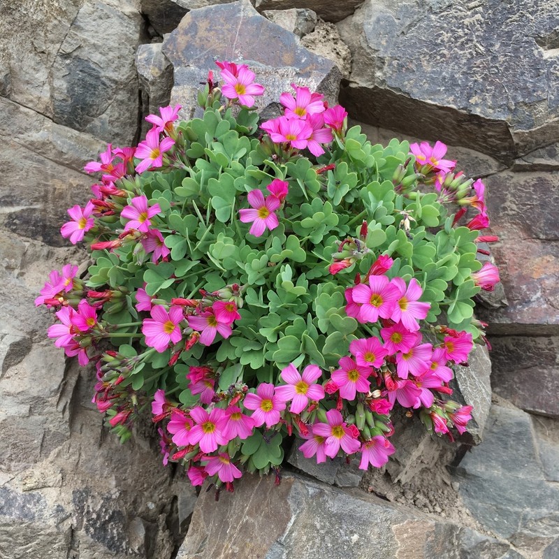 Oxalis squamata photo 4