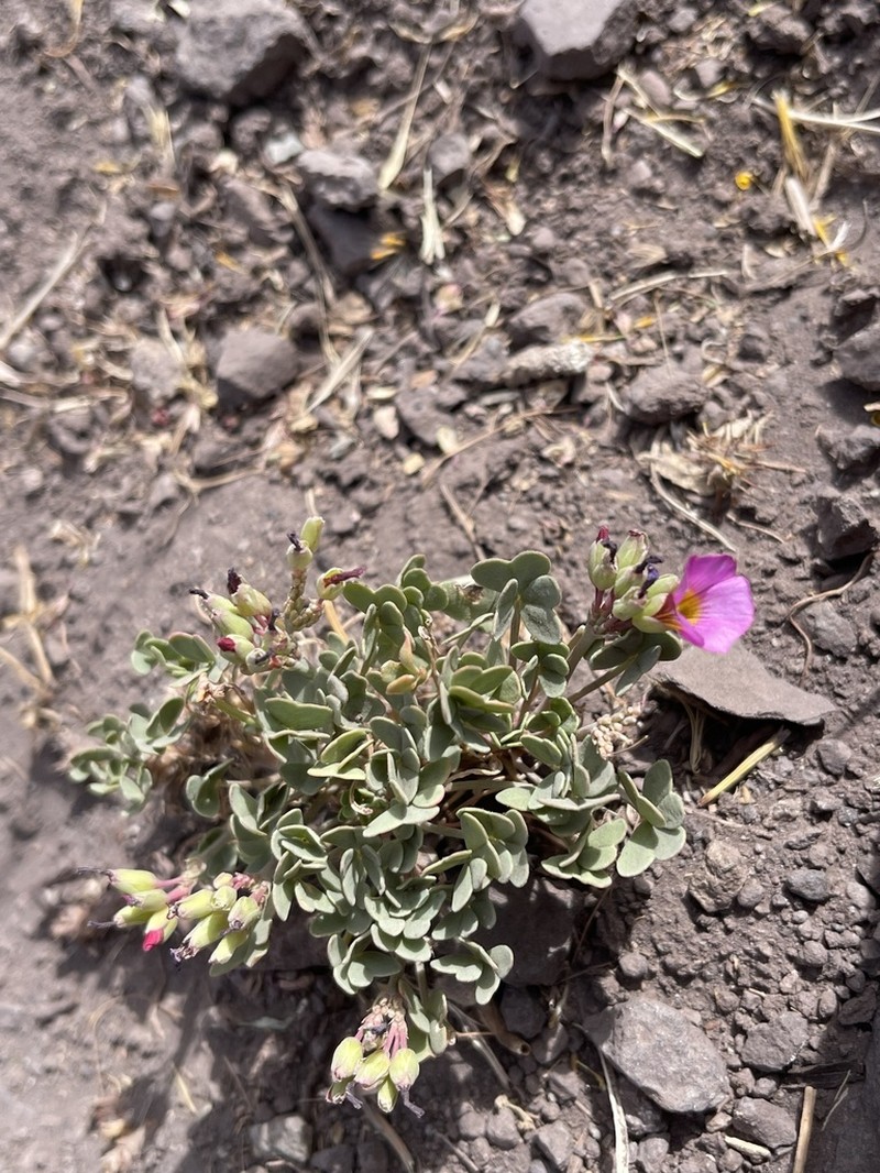 Oxalis squamata photo 5