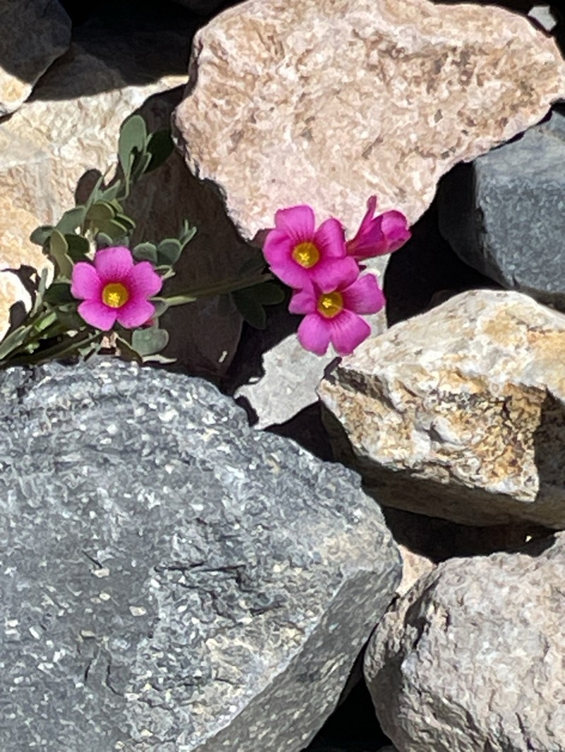 Oxalis squamata photo 6