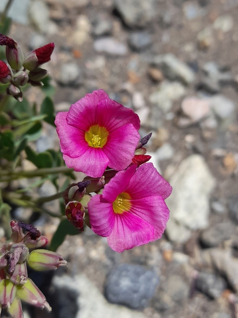 Oxalis squamata photo 7