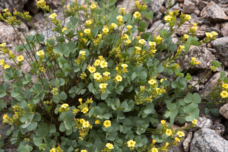 Oxalis squarrosa