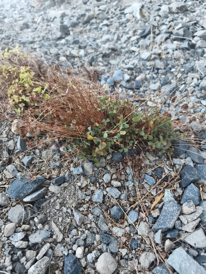 Oxalis squarrosa photo 2