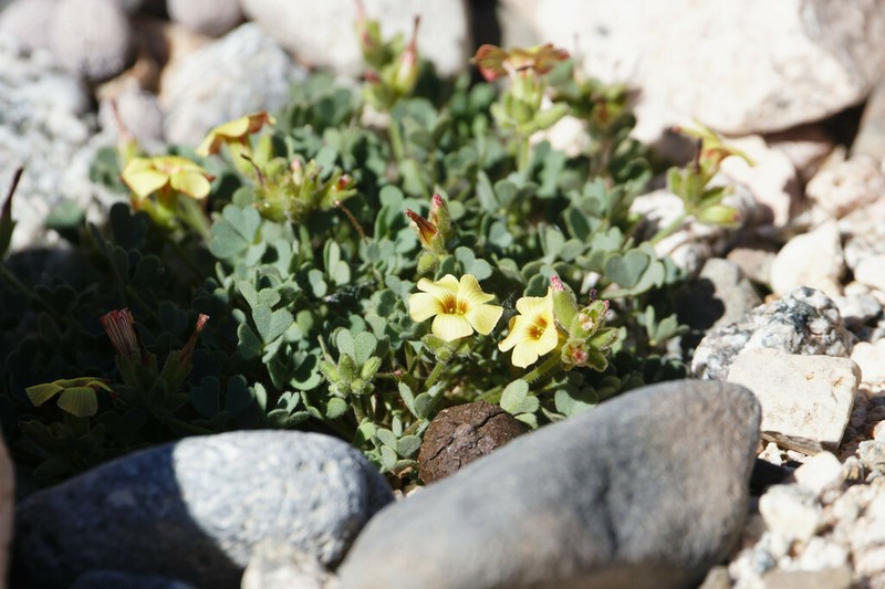 Oxalis squarrosa photo 3