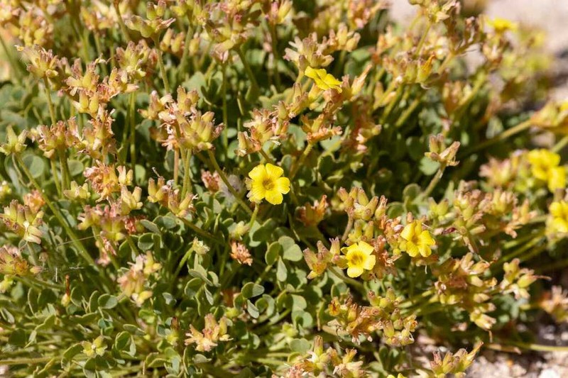 Oxalis squarrosa photo 4