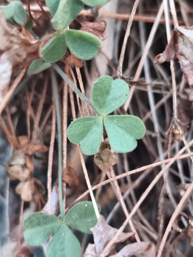 Oxalis squarrosa photo 5
