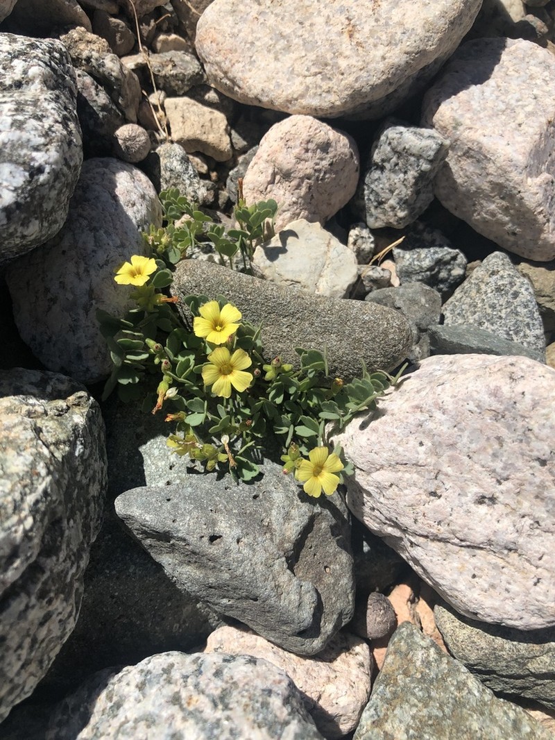 Oxalis squarrosa photo 6