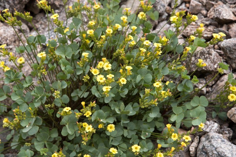 Oxalis squarrosa photo 7