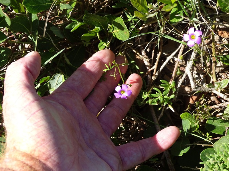 Oxalis stellata