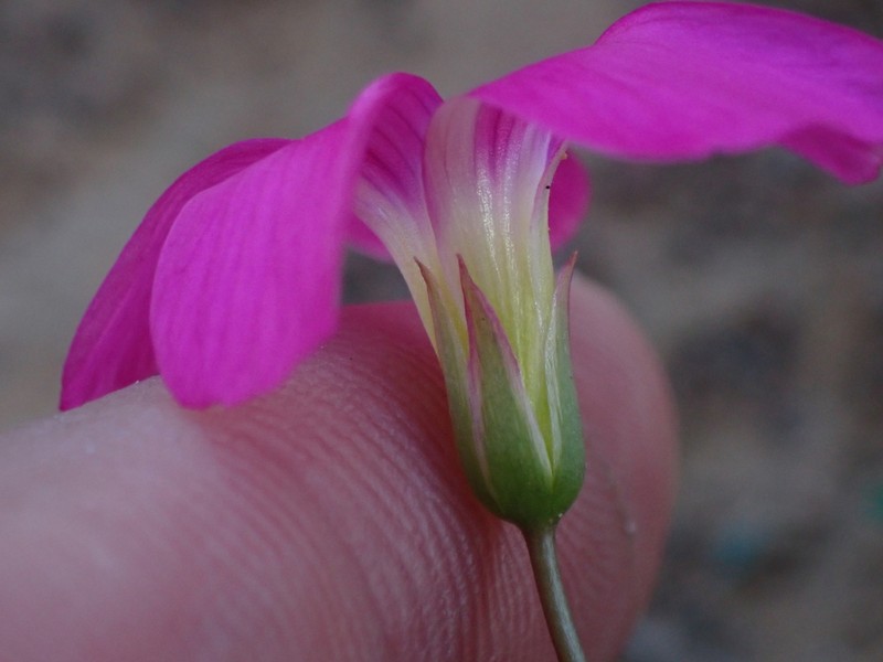 Oxalis stellata photo 3