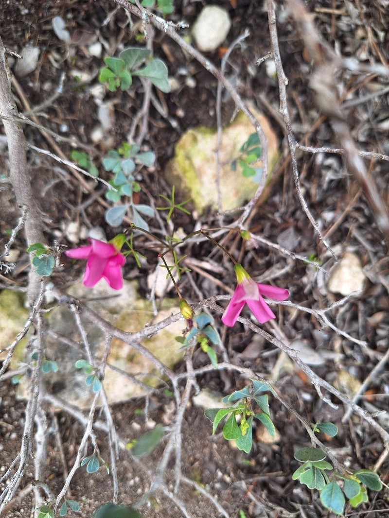Oxalis stellata photo 4