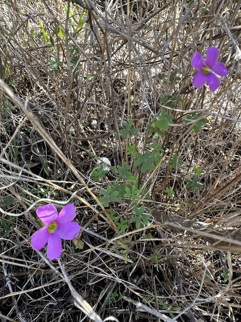 Oxalis stellata photo 5