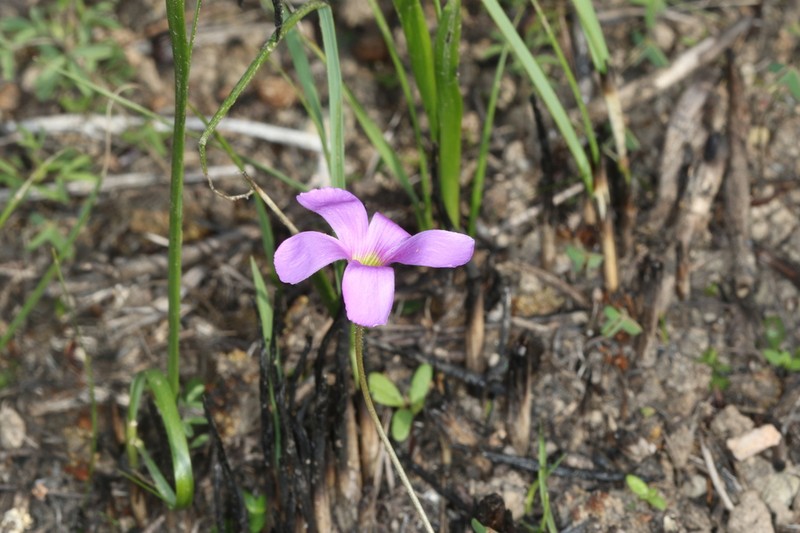 Oxalis stellata photo 6