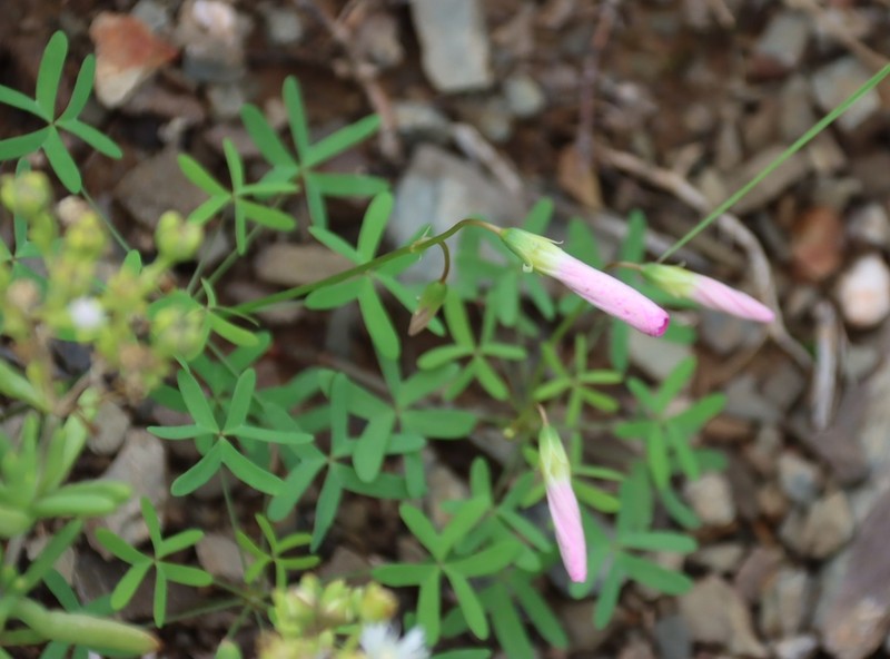 Oxalis stellata photo 7