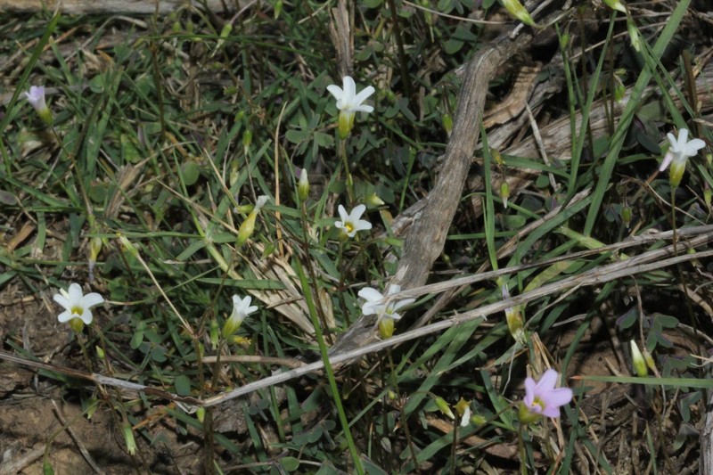 Oxalis stellata var. glandulosa