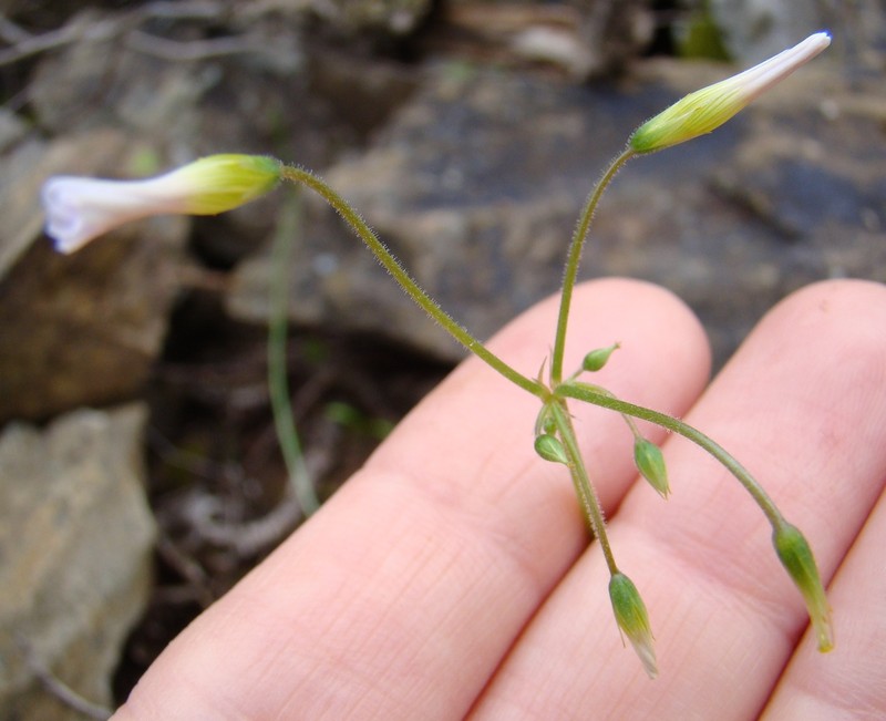 Oxalis stellata var. glandulosa photo 2