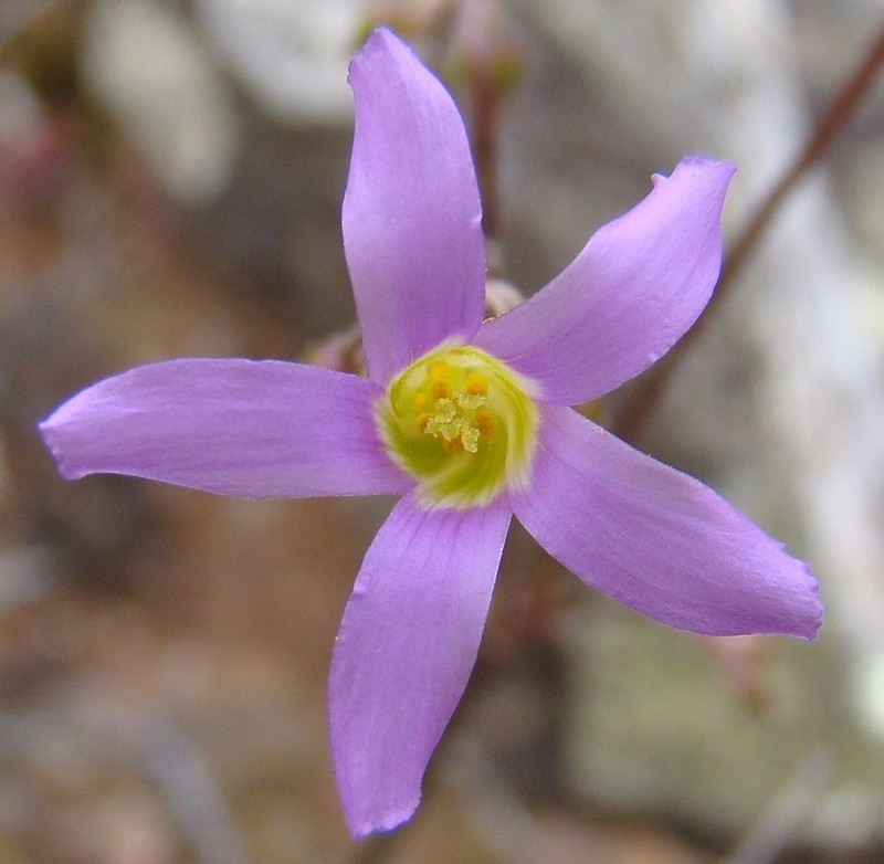 Oxalis stellata var. glandulosa photo 3