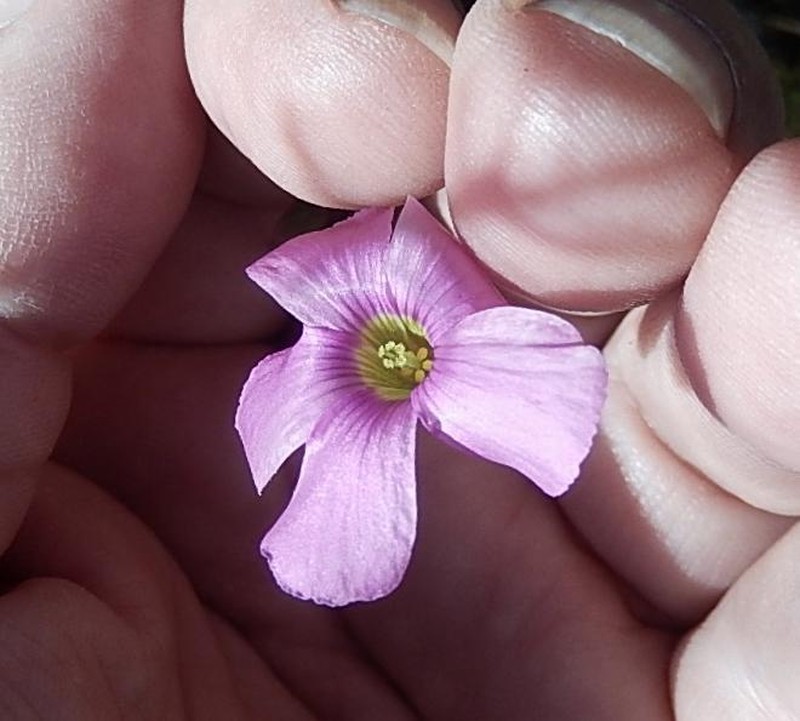 Oxalis stellata var. glandulosa photo 4