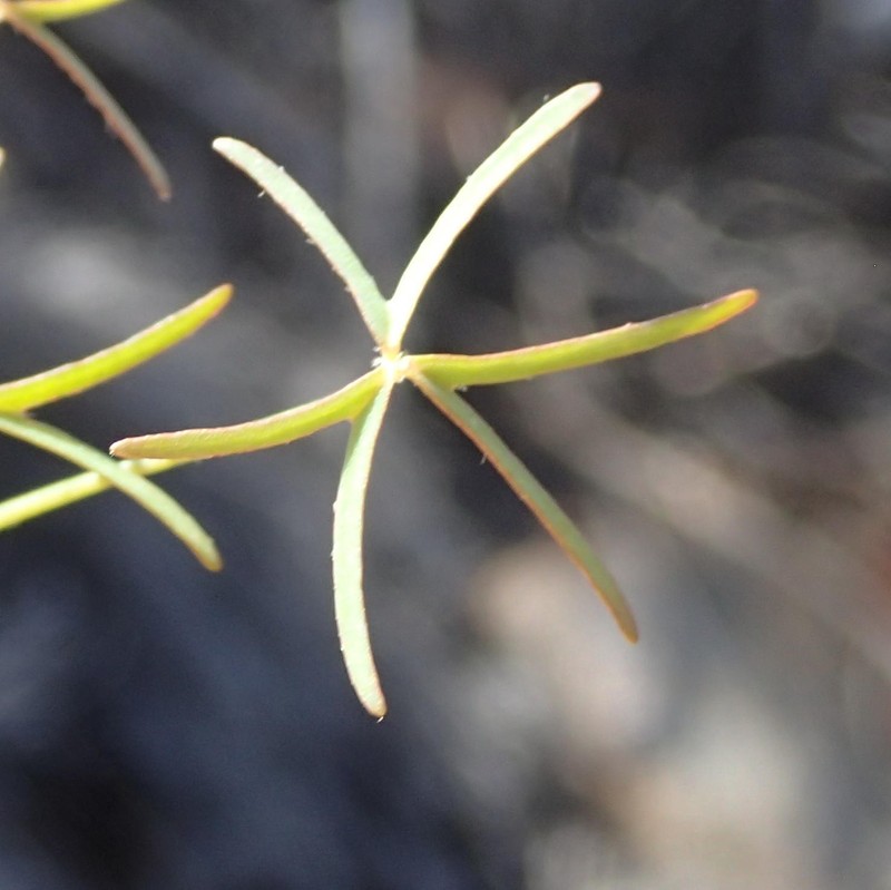 Oxalis stellata var. gracilior