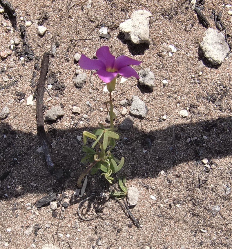 Oxalis stellata var. stellata