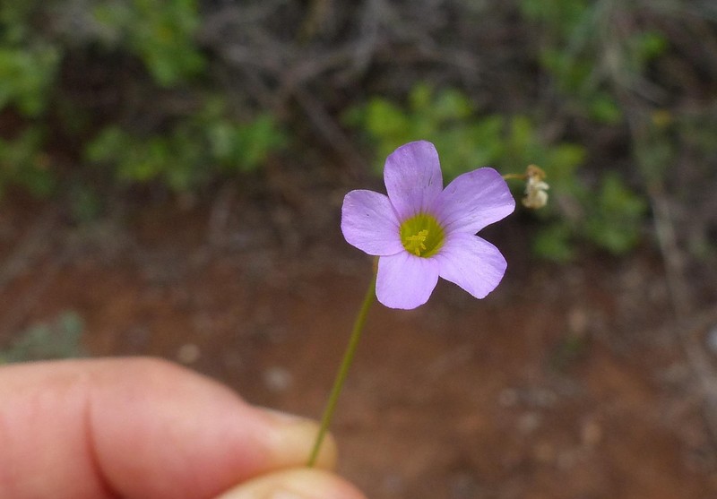 Oxalis stellata var. stellata photo 2