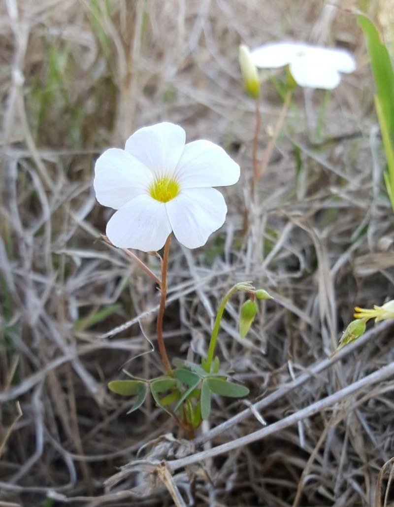 Oxalis stellata var. stellata photo 3