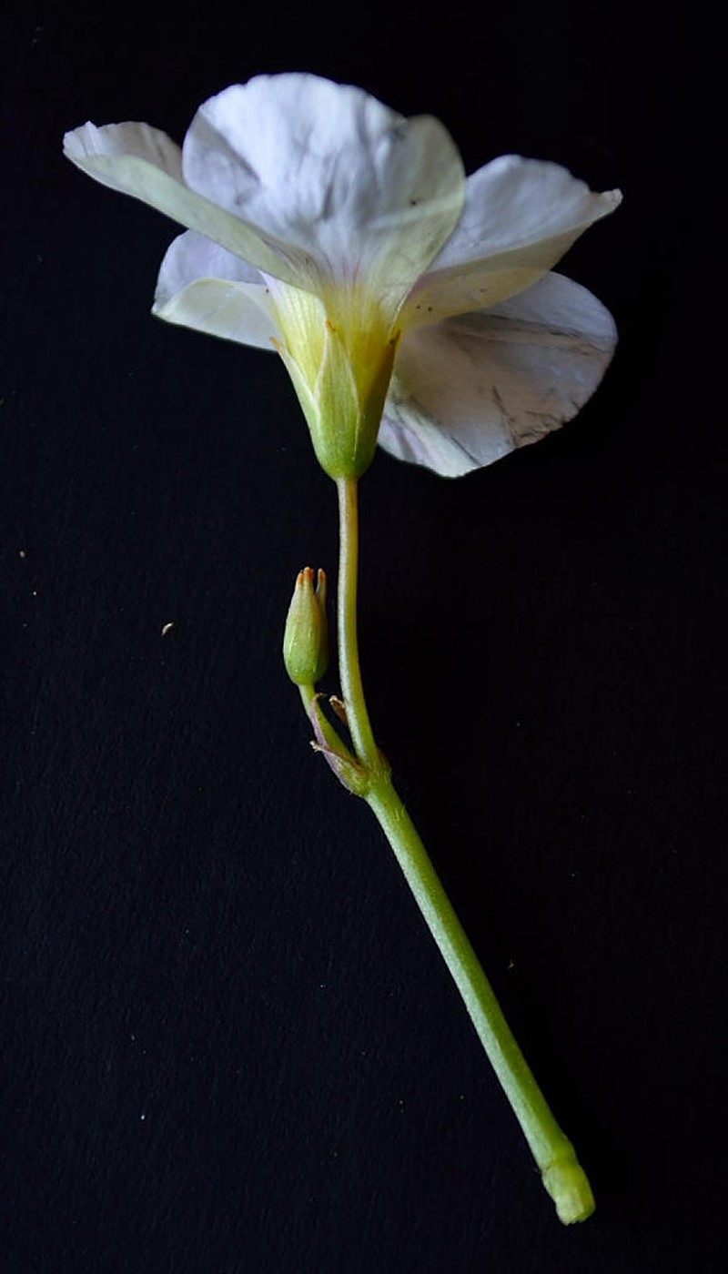 Oxalis stellata var. stellata photo 4