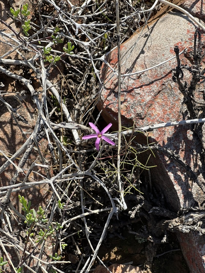 Oxalis stenopetala