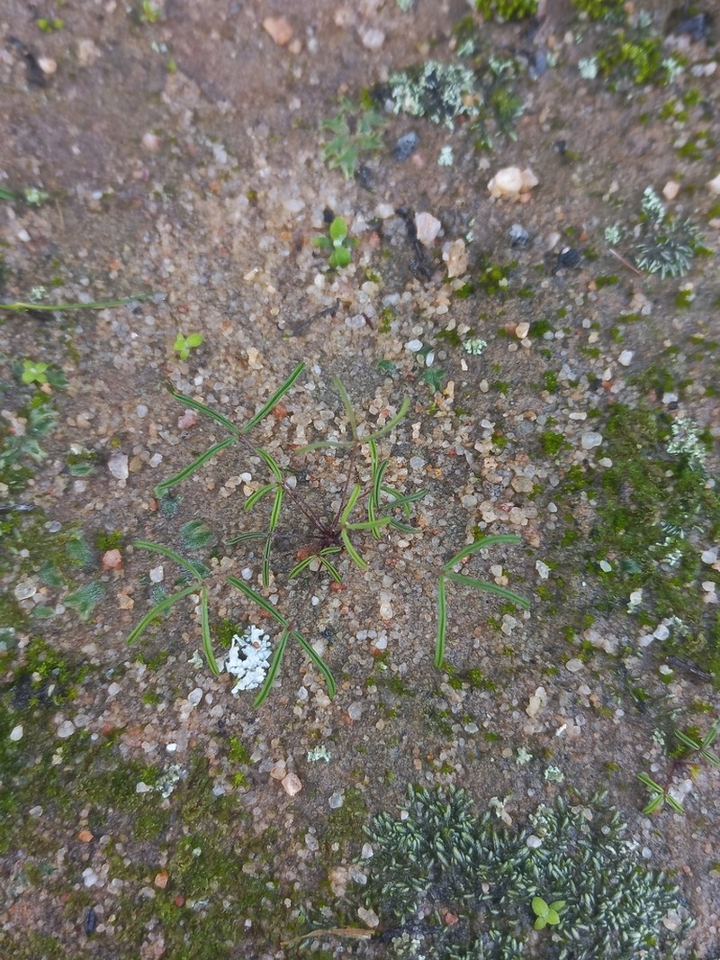 Oxalis stenopetala photo 2