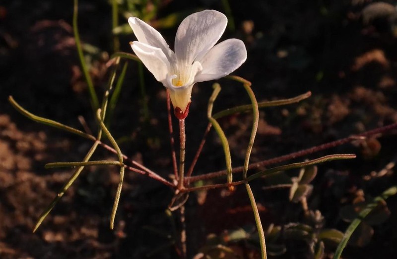 Oxalis stenopetala photo 3