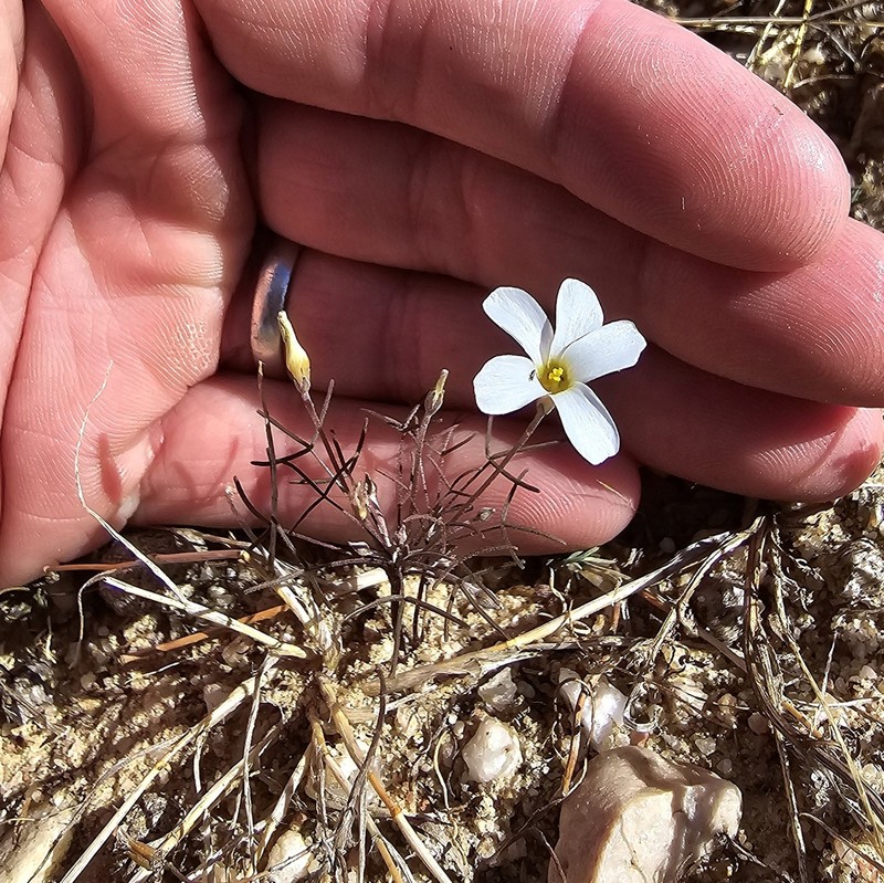 Oxalis stenopetala photo 4