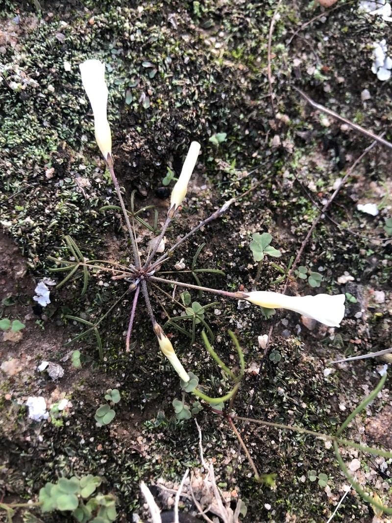 Oxalis stenopetala photo 6
