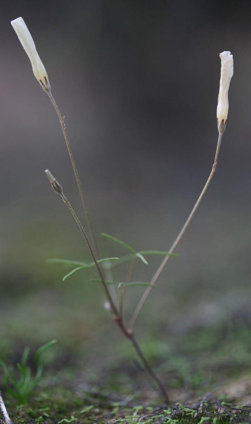 Oxalis stenopetala photo 7
