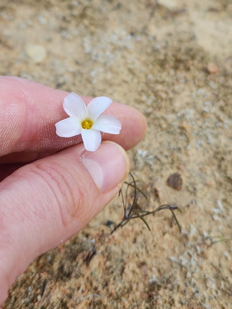 Oxalis stenopetala photo 8