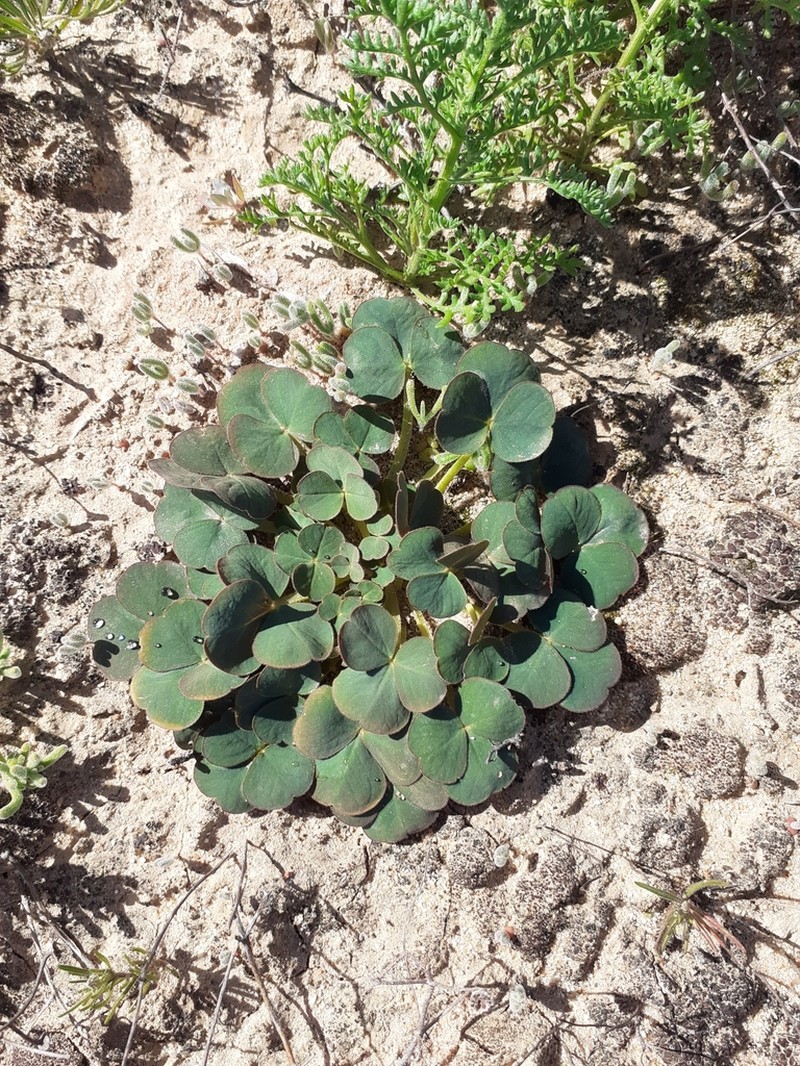 Oxalis stenoptera
