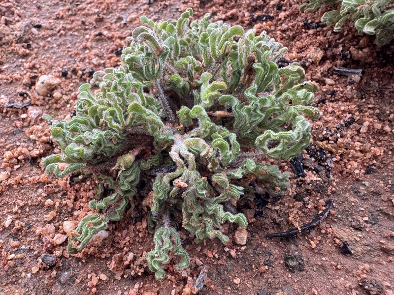 Oxalis stenoptera photo 2