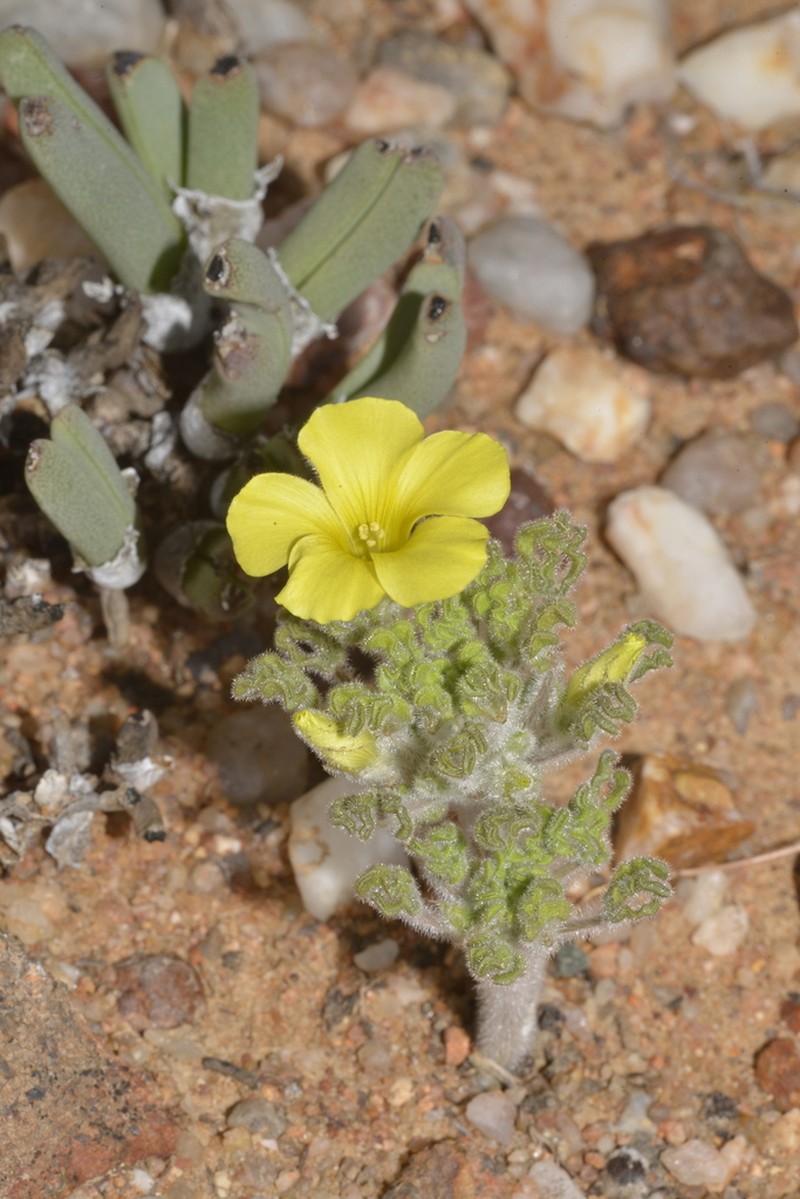 Oxalis stenoptera photo 3