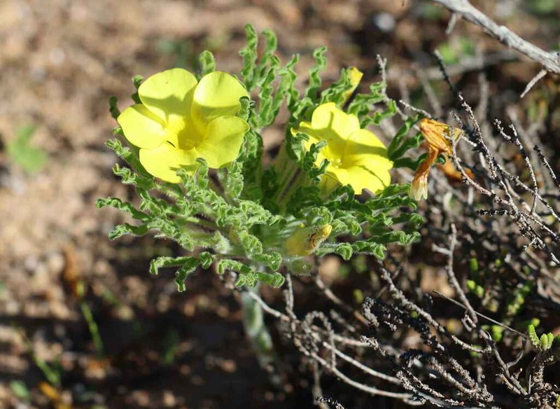 Oxalis stenoptera photo 4