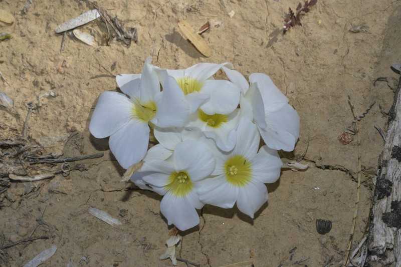 Oxalis stenoptera photo 6