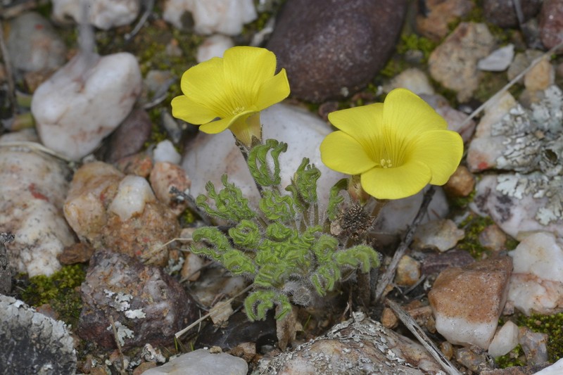 Oxalis stenoptera photo 7
