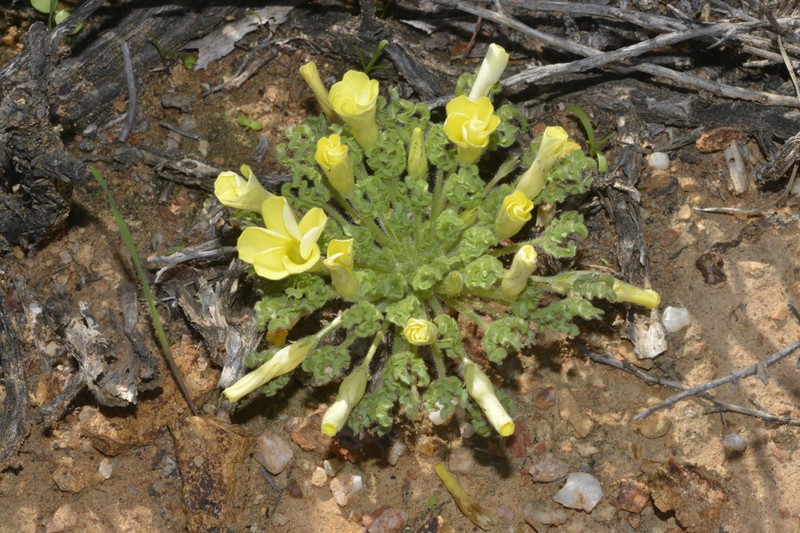 Oxalis stenoptera photo 8