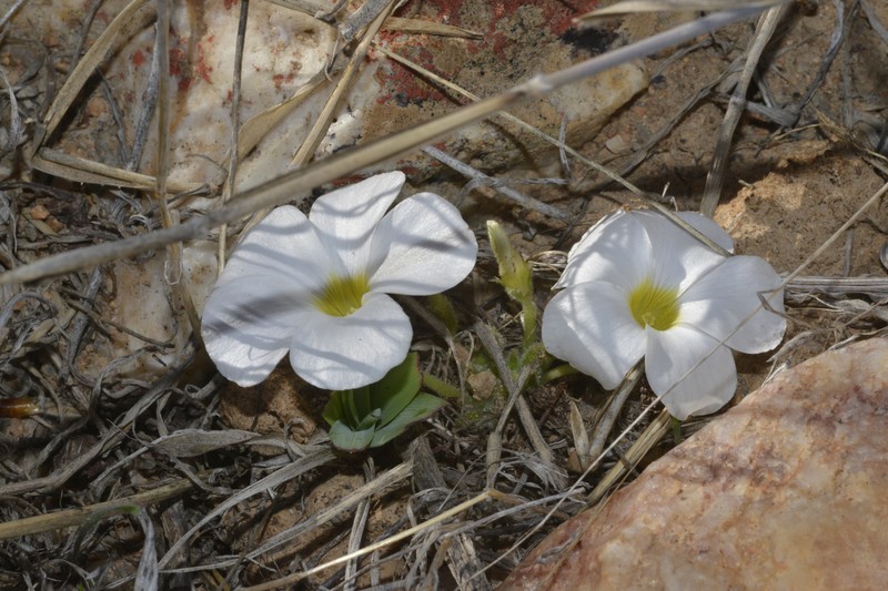Oxalis stenoptera var. alba