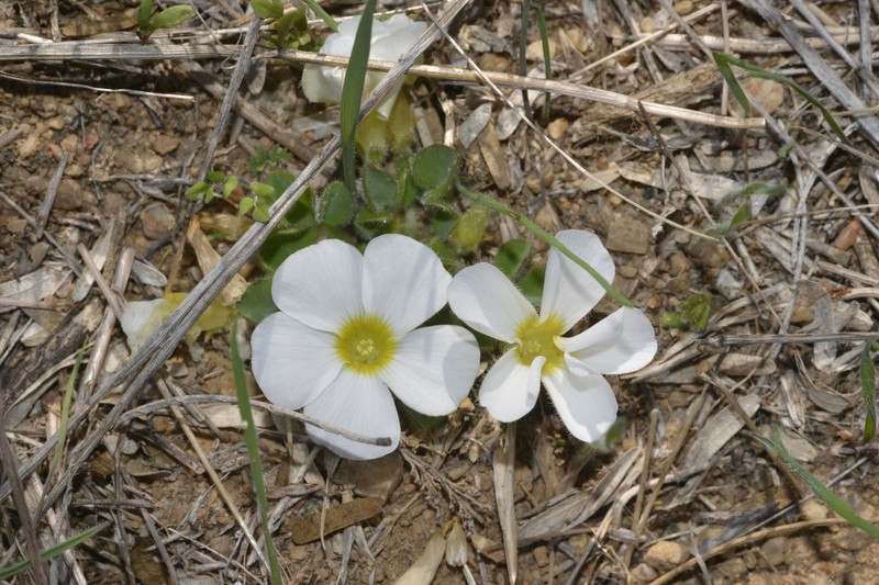 Oxalis stenoptera var. alba photo 2
